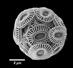 Gephyrocapsa&nbsp;huxleyi (Syn. Emiliania&nbsp;huxleyi)🌐 Calcit-Coccolithen