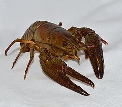 Edelkrebs (Astacus&nbsp;astacus)🌐 Panzer überwiegend aus Chitin, Sklerotin und Calciumcarbonat