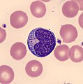 Lymphozyt