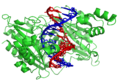 Das Restriktionsenzym EcoRV (grün) mit DNA.[26]